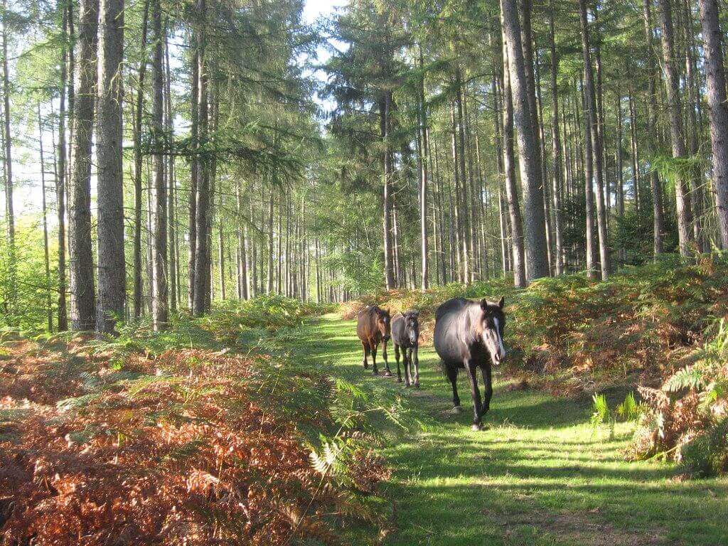 new forest hampshirre