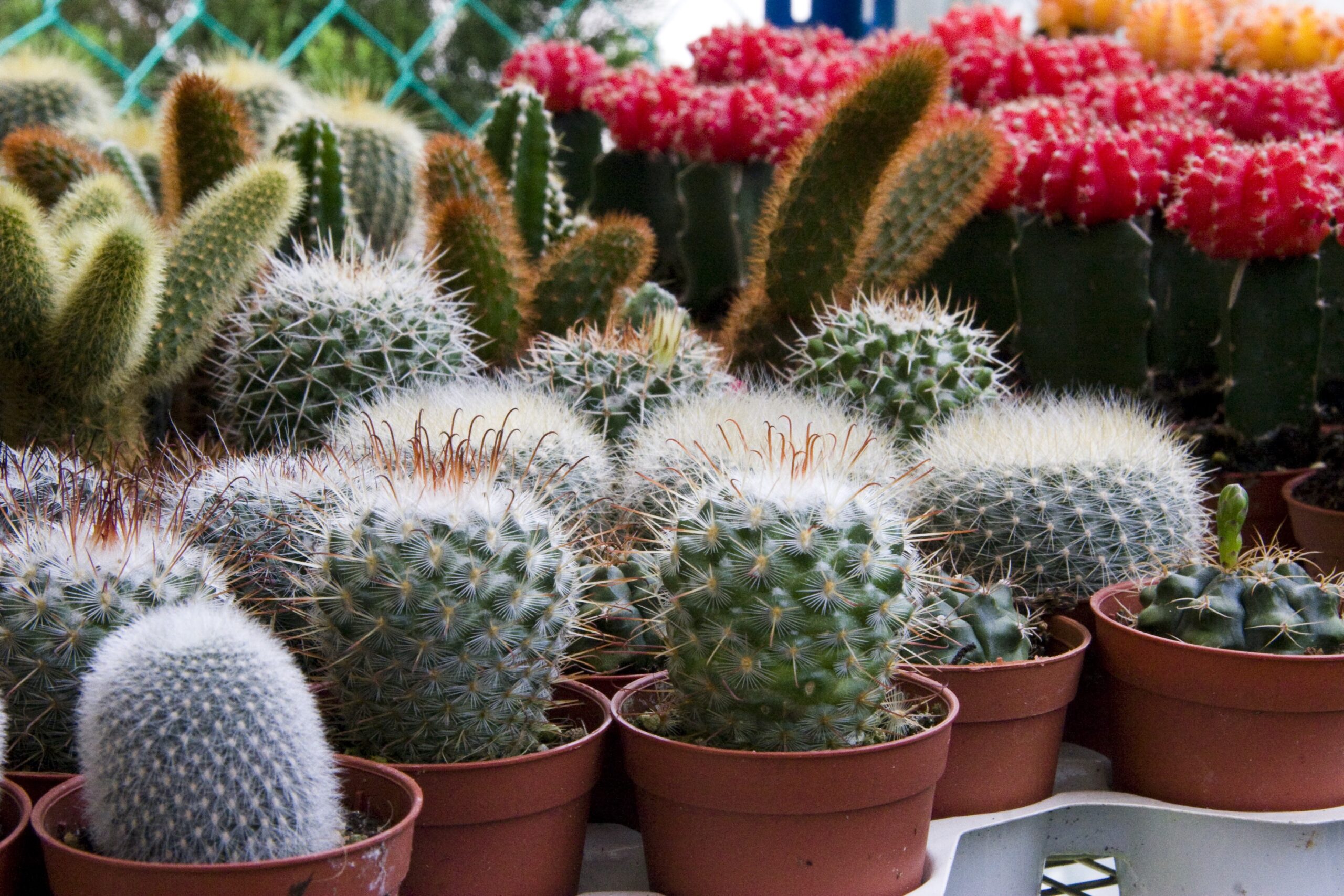 Indoor plants